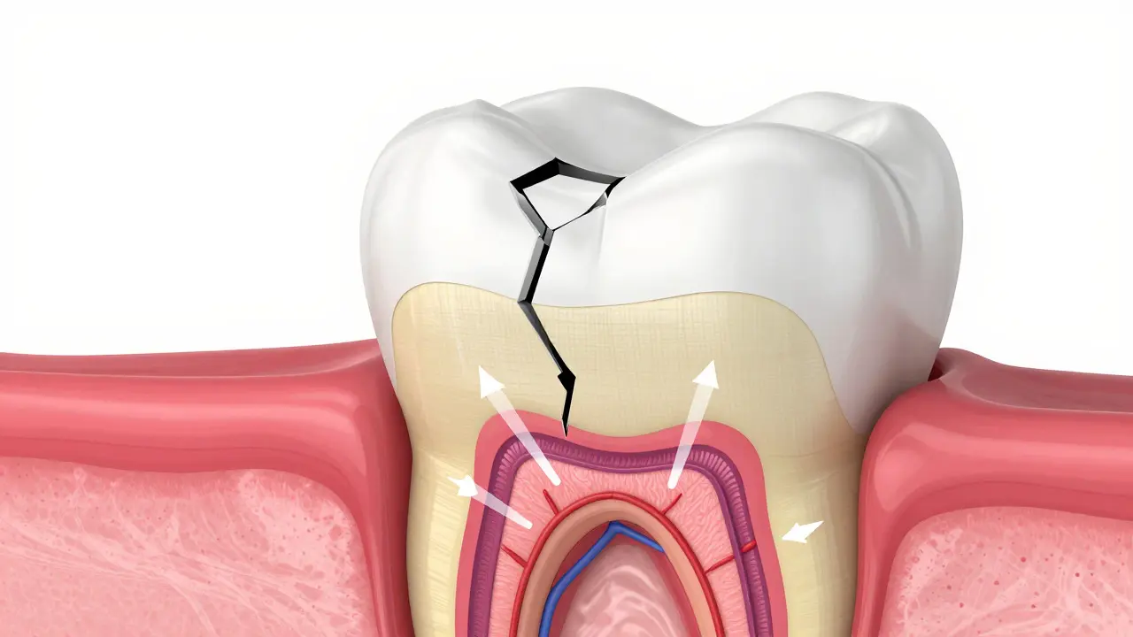 Anatomický řez zubem ukazující odhalenou dentinu a nervové kanálky uvnitř.