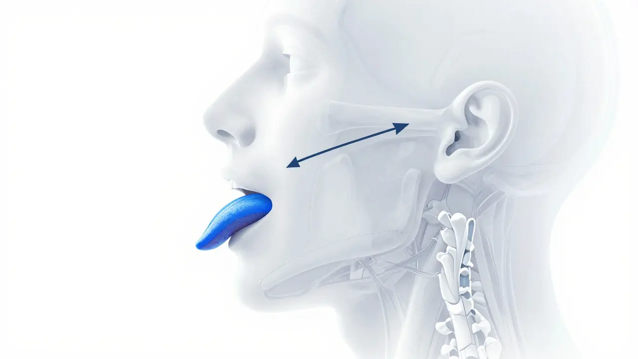Anatomická ilustrace správné polohy jazyka při mewingu